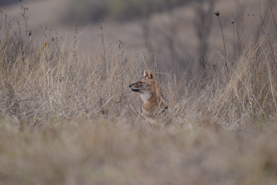 Golden Jackal & European ground squirrel photography  -NEW- 